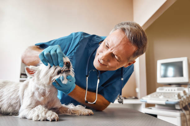 Best Emergency Dental Care for Trauma or Injury in Aurora, CO